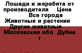 Лошади и жеребята от производителя. › Цена ­ 120 - Все города Животные и растения » Другие животные   . Московская обл.,Дубна г.